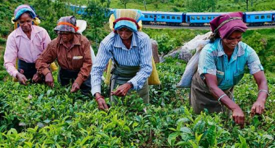 වතු කම්කරු දෛනික වැටුප රුපියල් 1750 දක්වා ඉහලට.